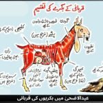 عیدالاضحیٰ میں بکریوں کی قربانی