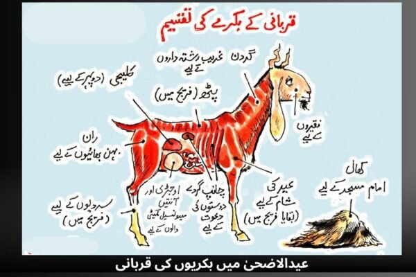 عیدالاضحیٰ میں بکریوں کی قربانی