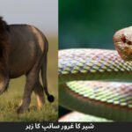 شیر کا غرور سانپ کا زہر