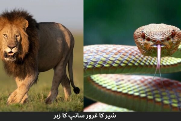 شیر کا غرور سانپ کا زہر