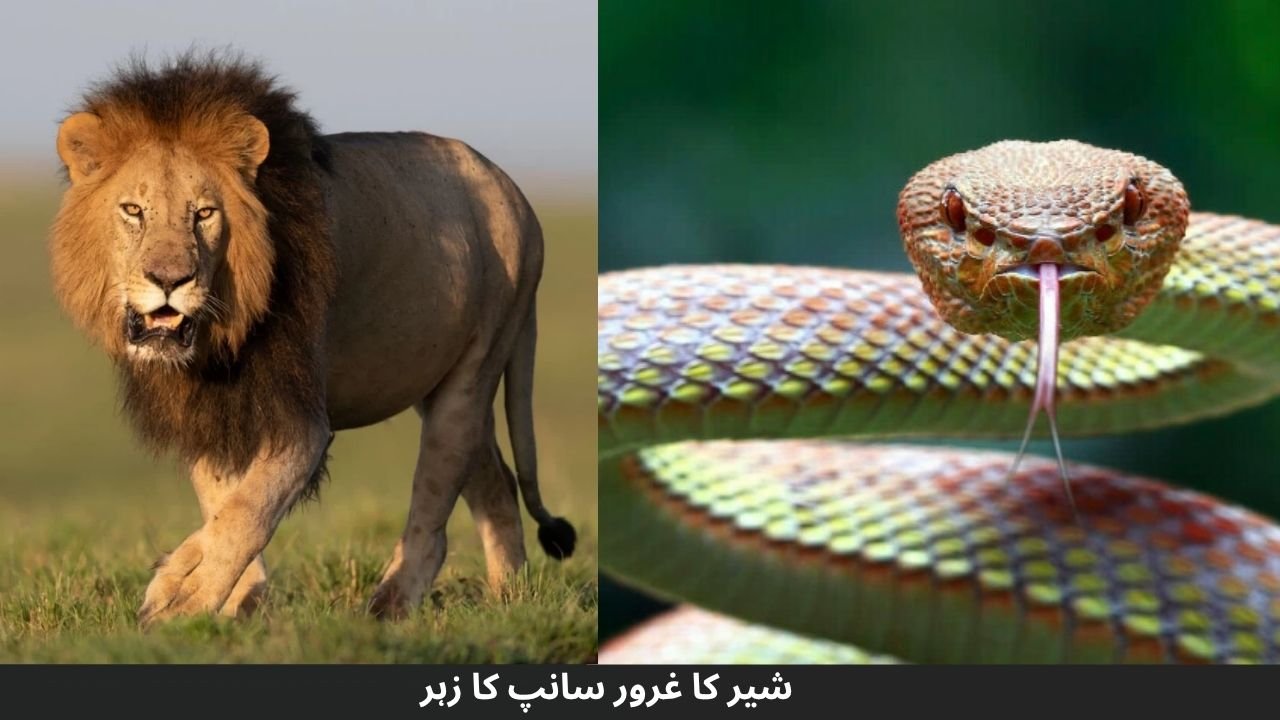 شیر کا غرور سانپ کا زہر